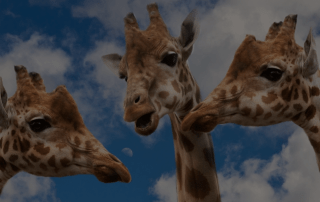 Three giraffes having a peer group conversation
